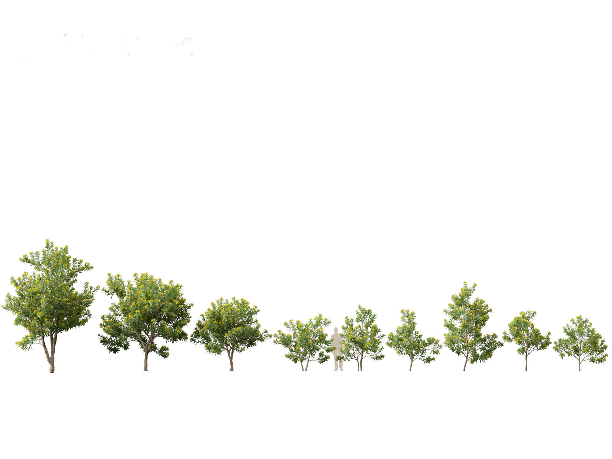 Xanthostemon chrysanthus - Golden Penda 3D model_3