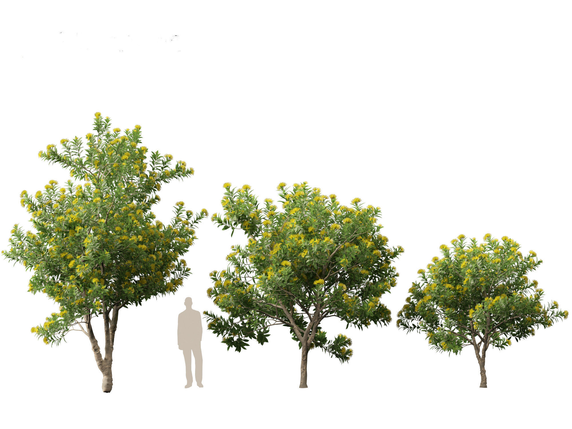 Xanthostemon chrysanthus - Golden Penda 3D model_14