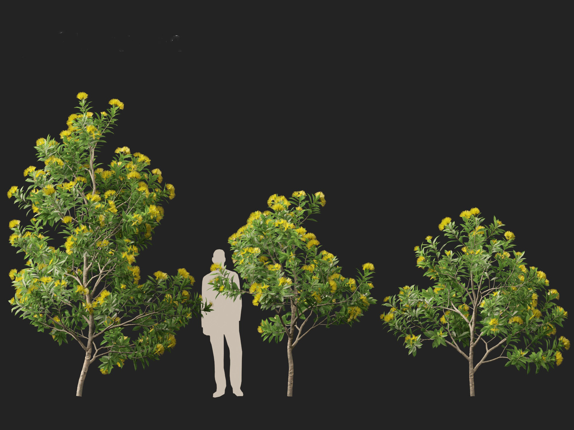 Xanthostemon chrysanthus - Golden Penda 3D model_15