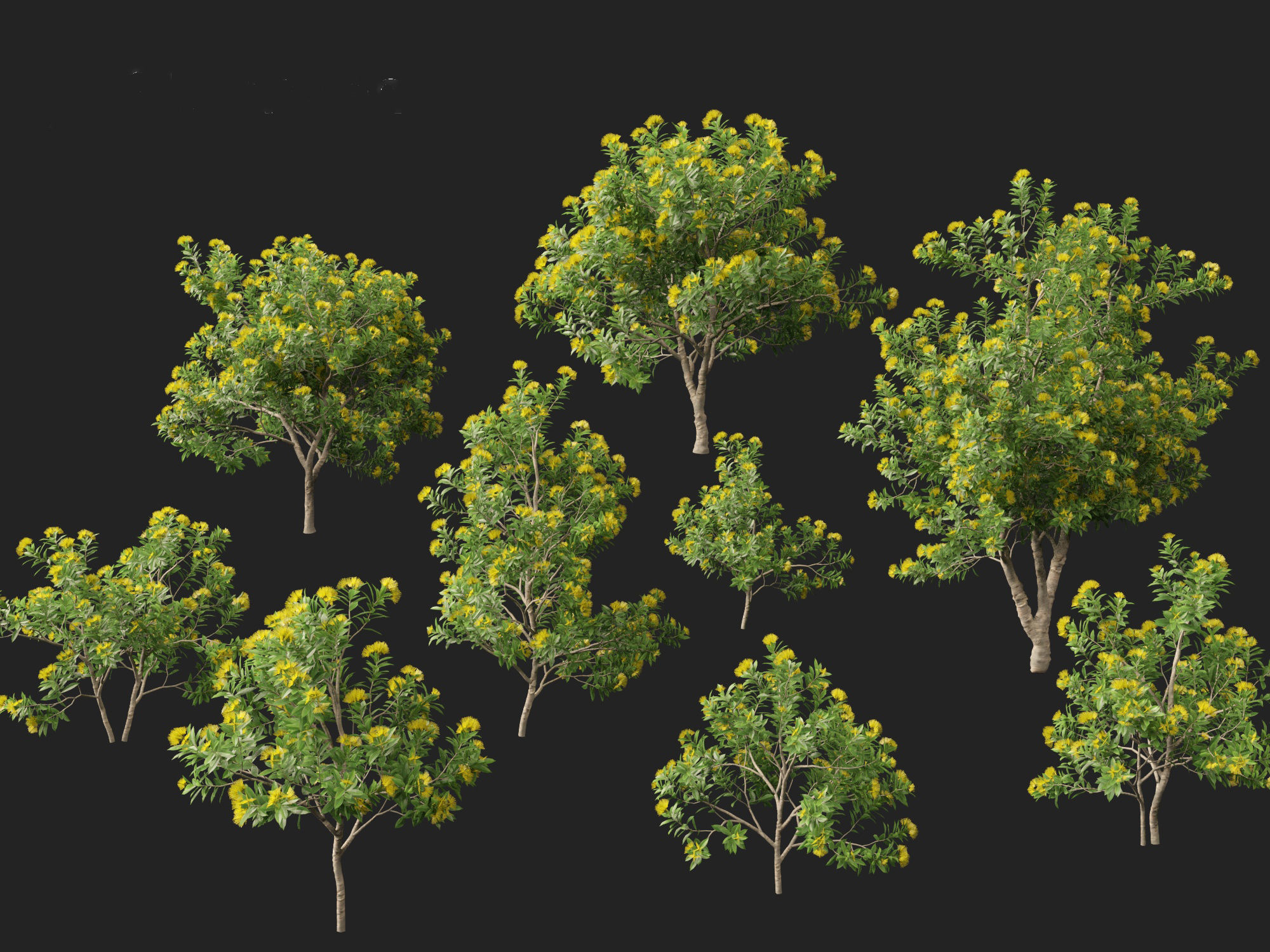 Xanthostemon chrysanthus - Golden Penda 3D model_20