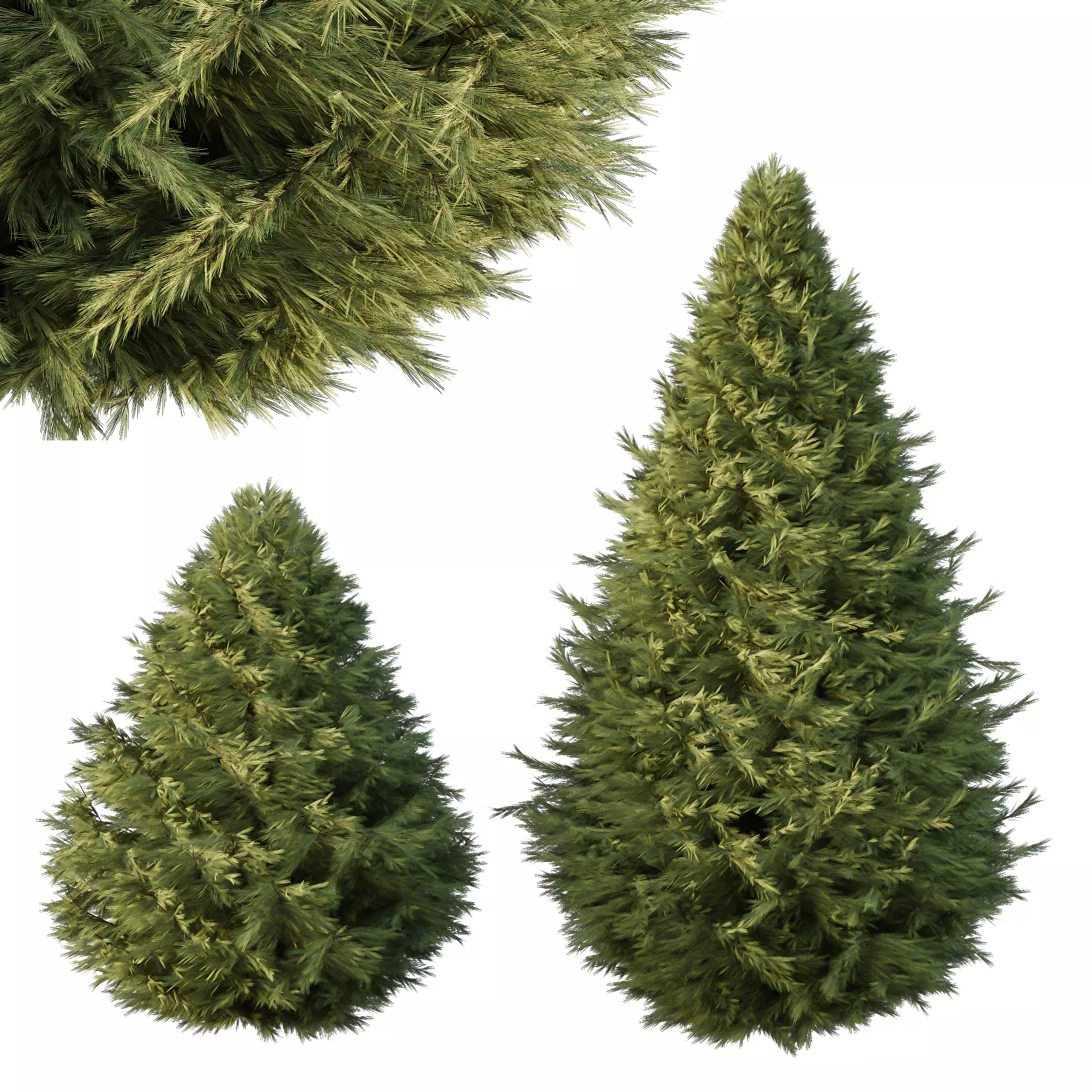 Spruce Tree06 3D model_0