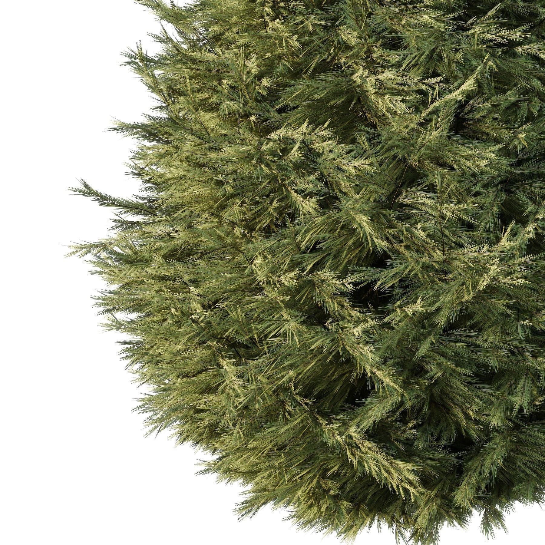 Spruce Tree06 3D model_1