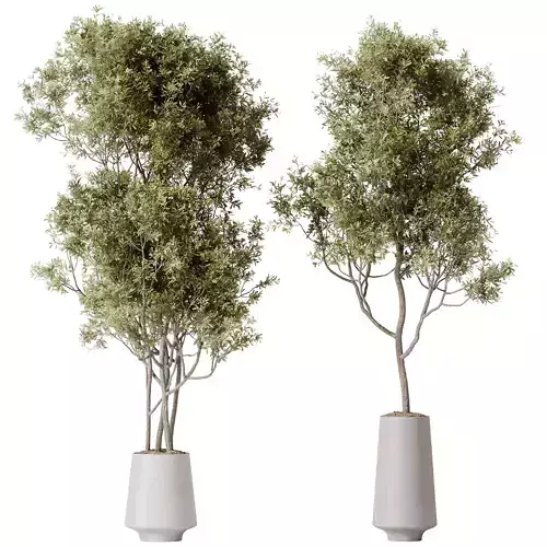 Mission Kalamata Leccino Arbequina Wilsonii Chemlali Olive Set11 3D model