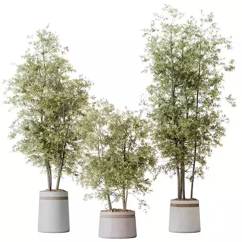 Mission Kalamata Leccino Arbequina Wilsonii Chemlali Olive Set12 3D model