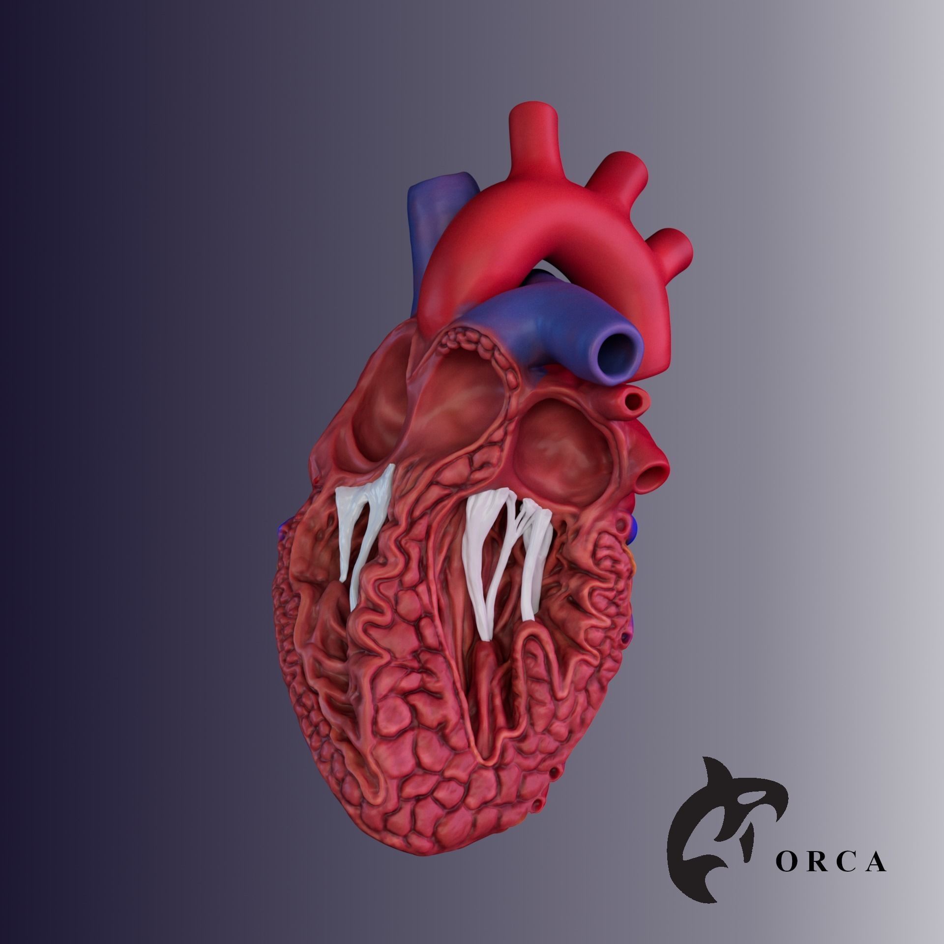 HUMAN HEART CROSS SECTION 3D PRINTING 3D print model_1