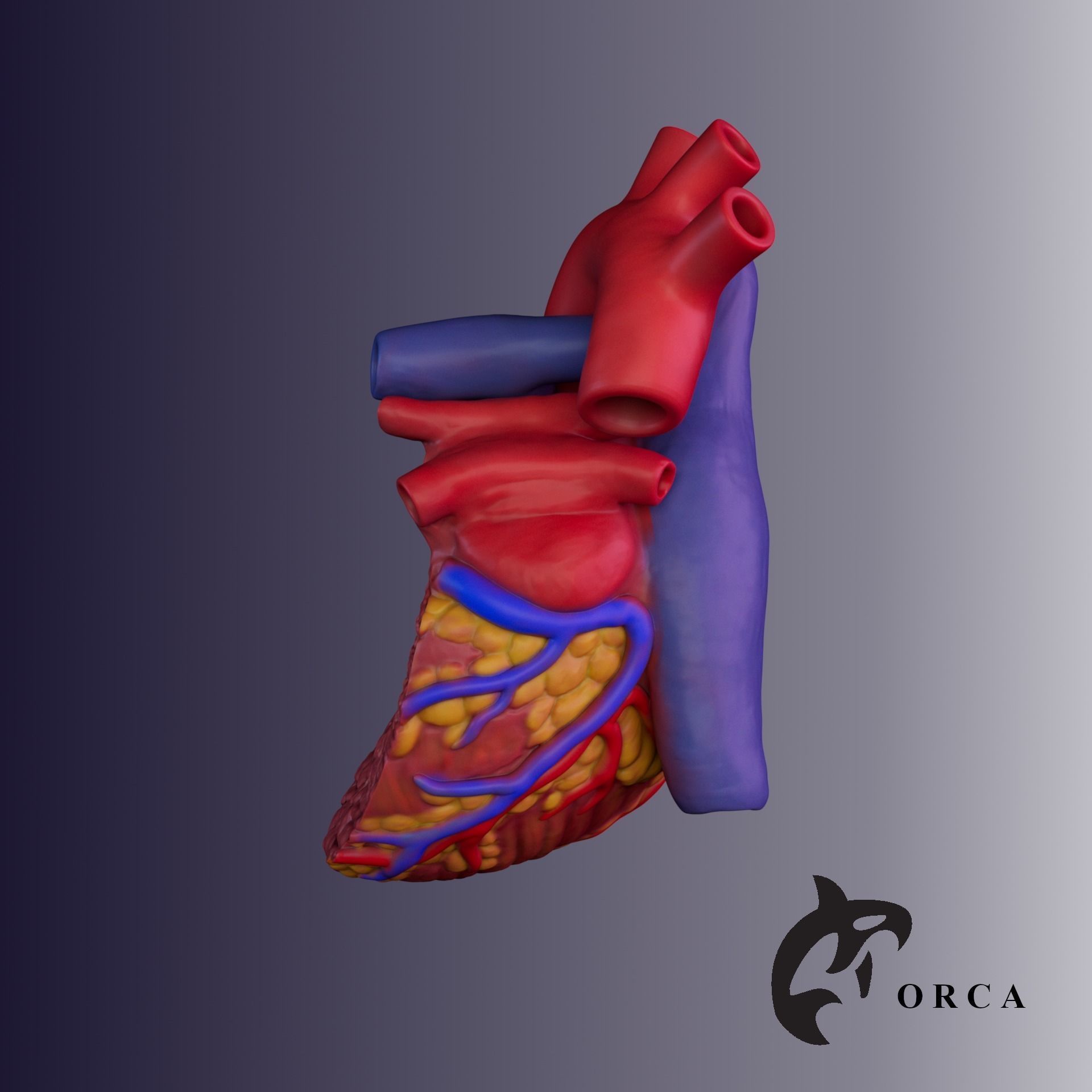 HUMAN HEART CROSS SECTION 3D PRINTING 3D print model_3