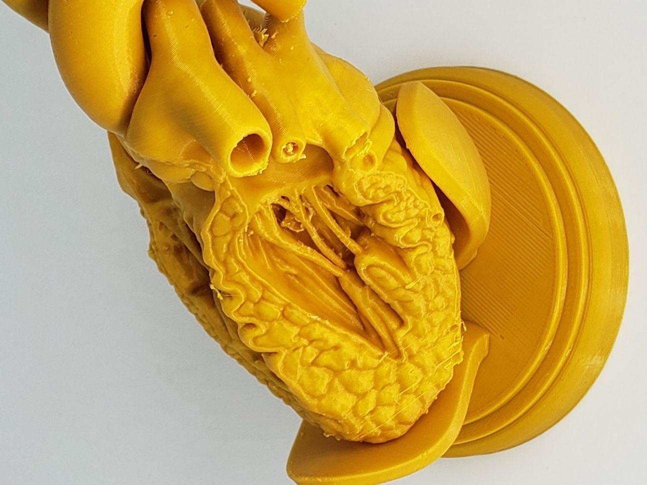 HUMAN HEART CROSS SECTION 3D PRINTING 3D print model_7
