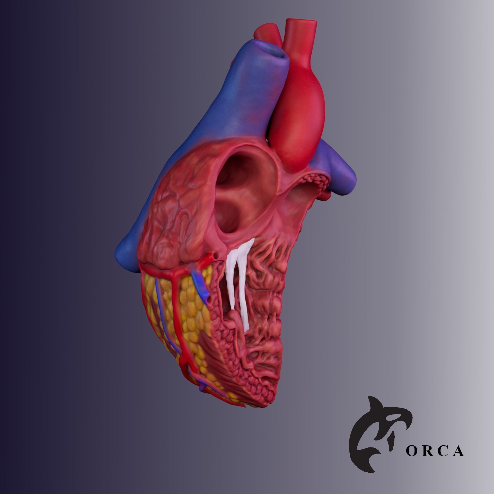 HUMAN HEART CROSS SECTION 3D PRINTING 3D print model_2