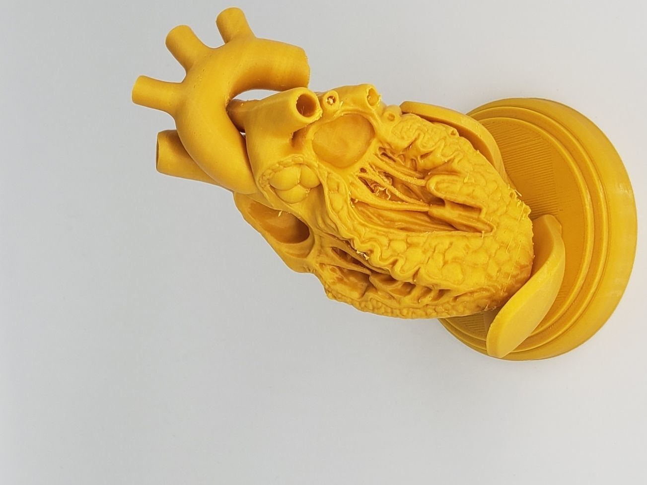 HUMAN HEART CROSS SECTION 3D PRINTING 3D print model_9