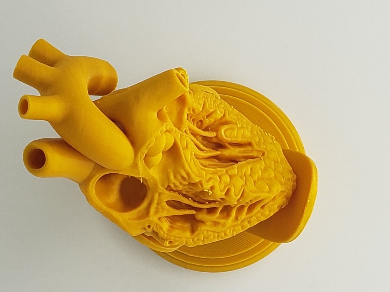 HUMAN HEART CROSS SECTION 3D PRINTING 3D print model_5