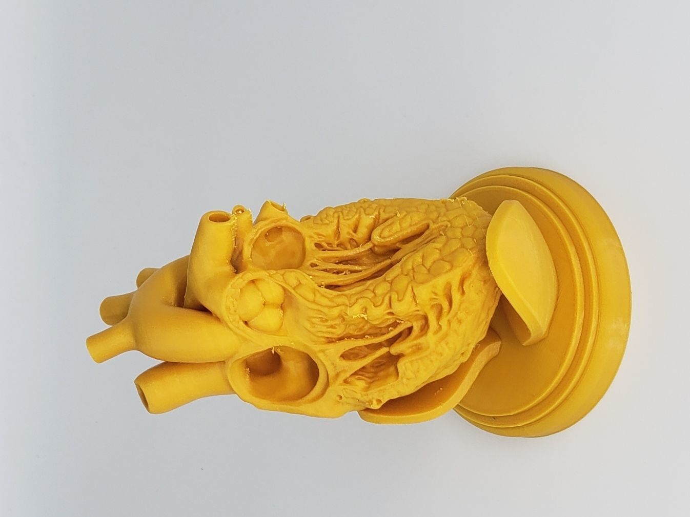 HUMAN HEART CROSS SECTION 3D PRINTING 3D print model_6