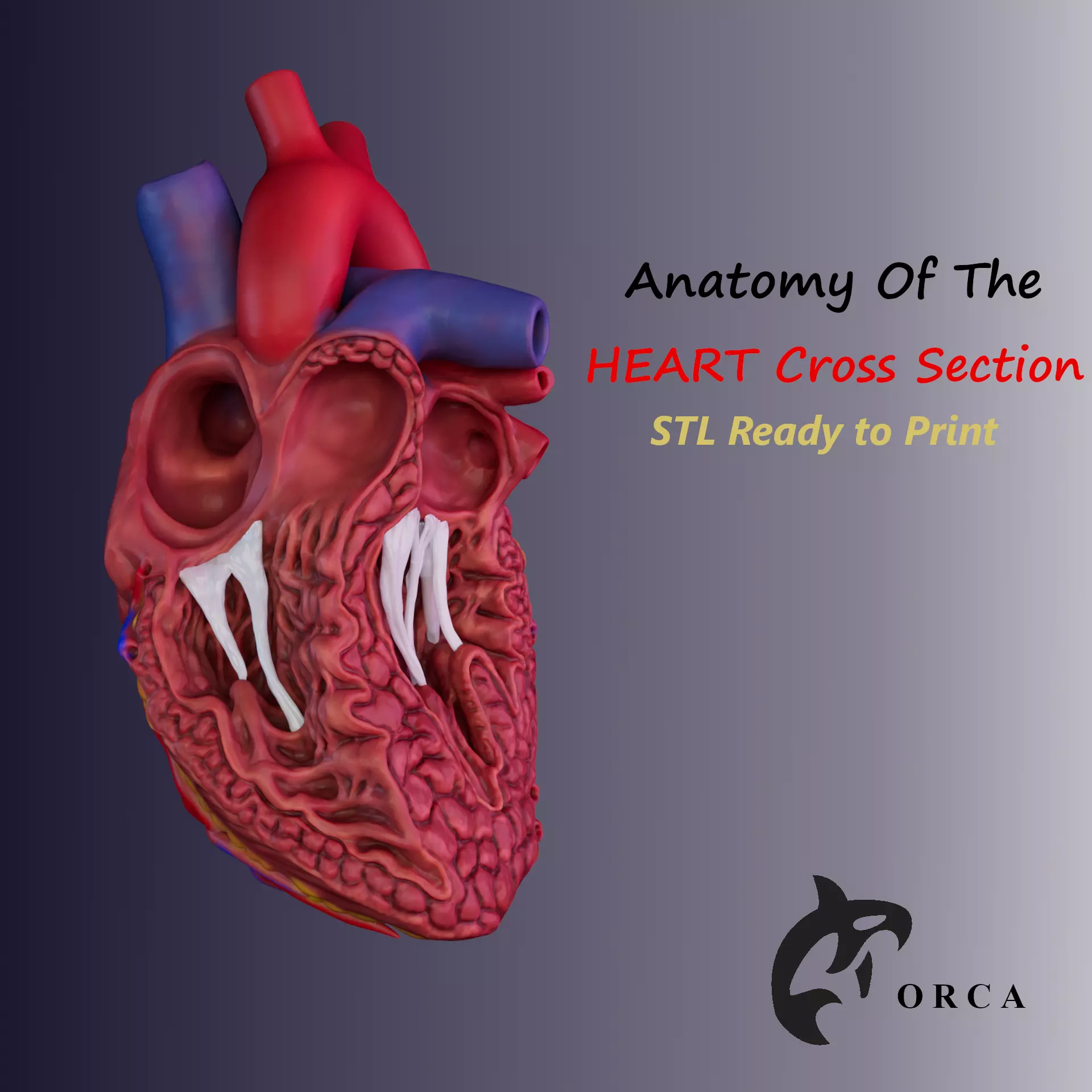 HUMAN HEART CROSS SECTION 3D PRINTING 3D print model_0