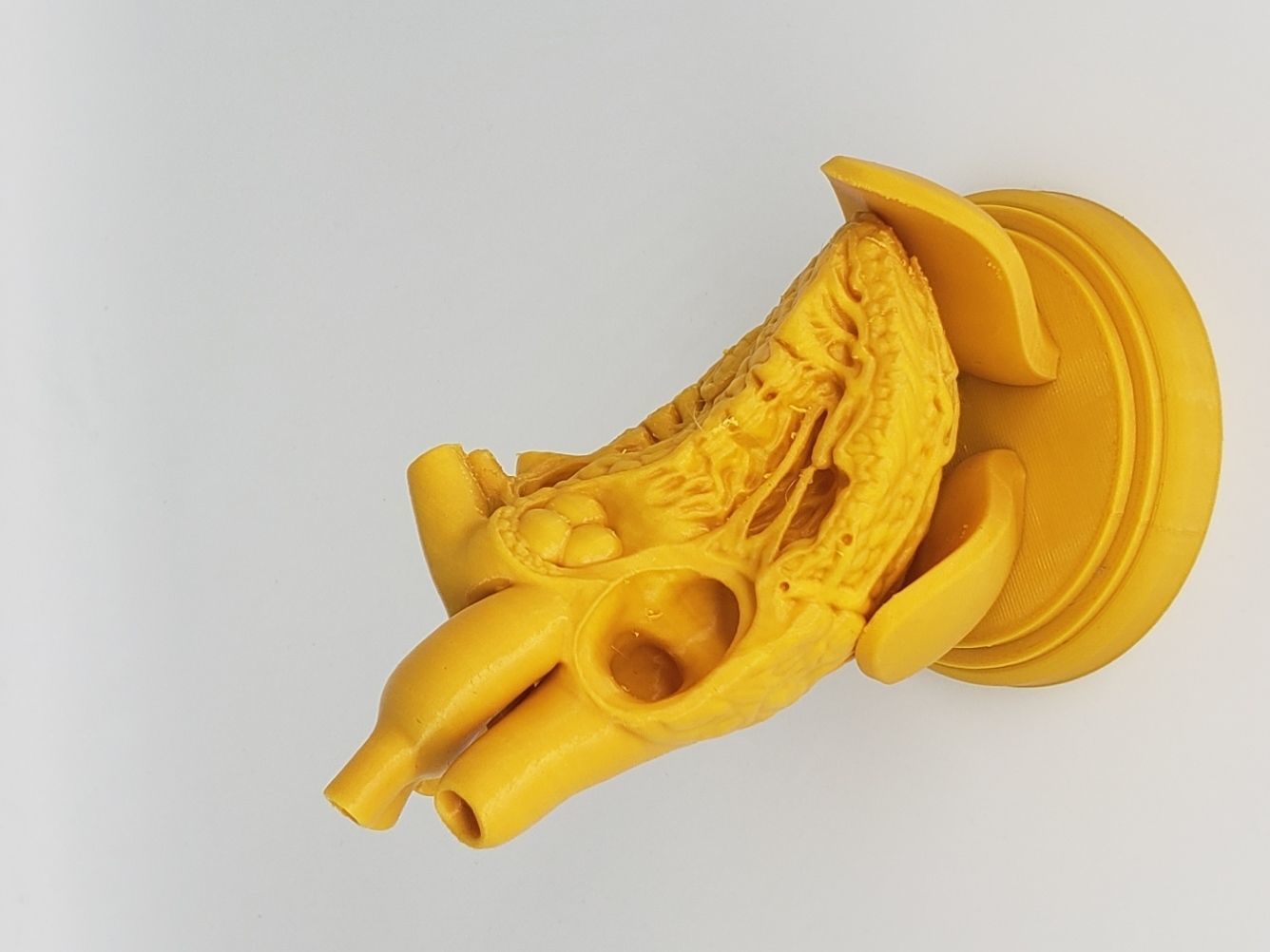 HUMAN HEART CROSS SECTION 3D PRINTING 3D print model_8