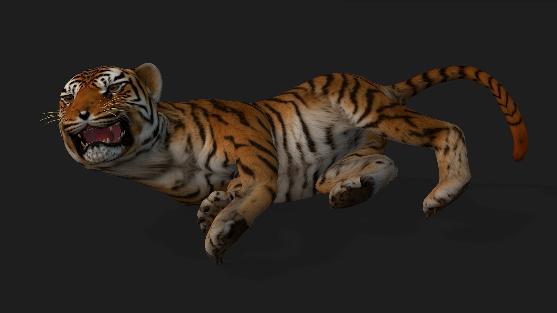 Tiger BaBy A1 3D model_4