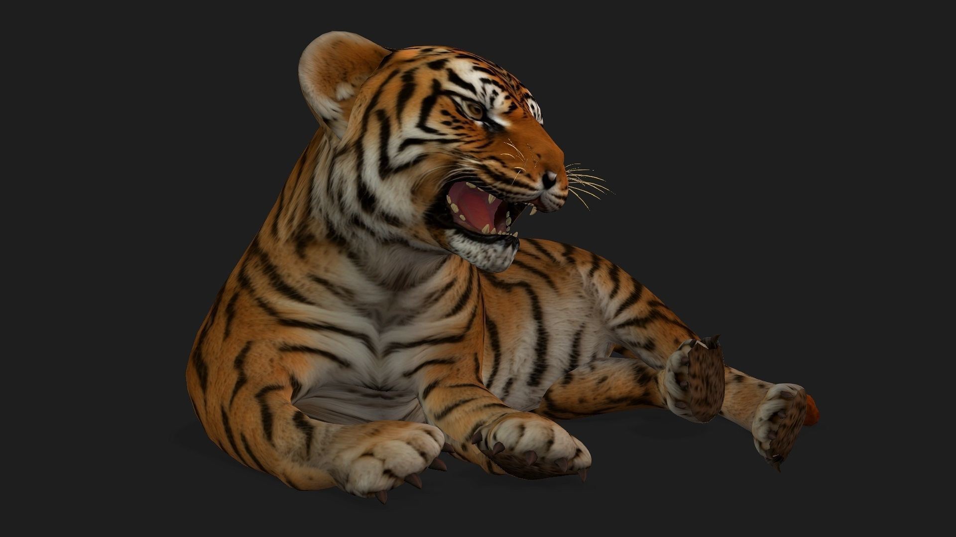 Tiger BaBy A1 3D model_8