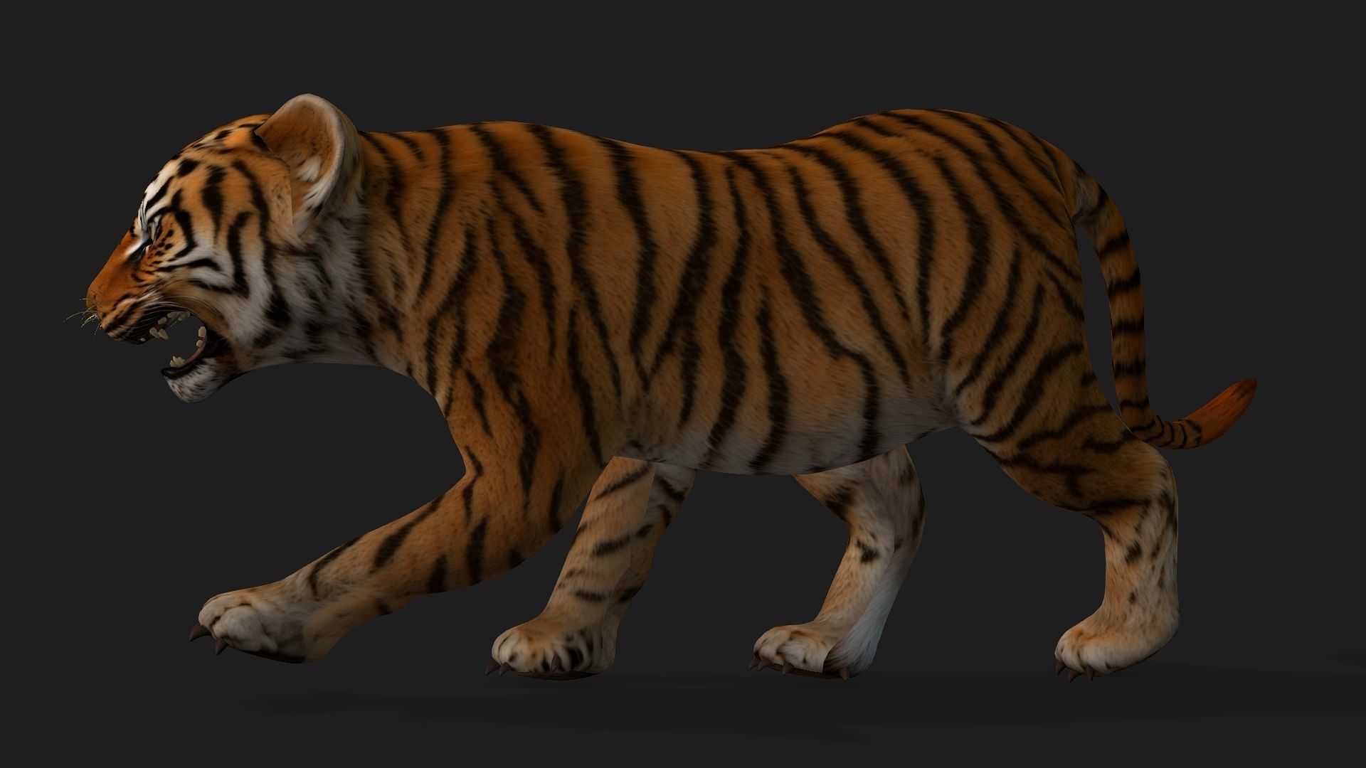 Tiger BaBy A1 3D model_2