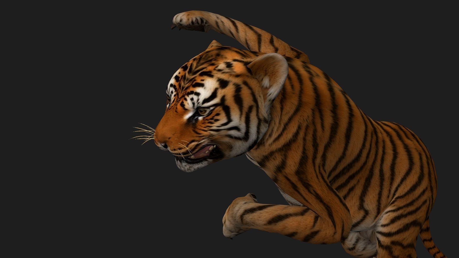 Tiger BaBy A1 3D model_15
