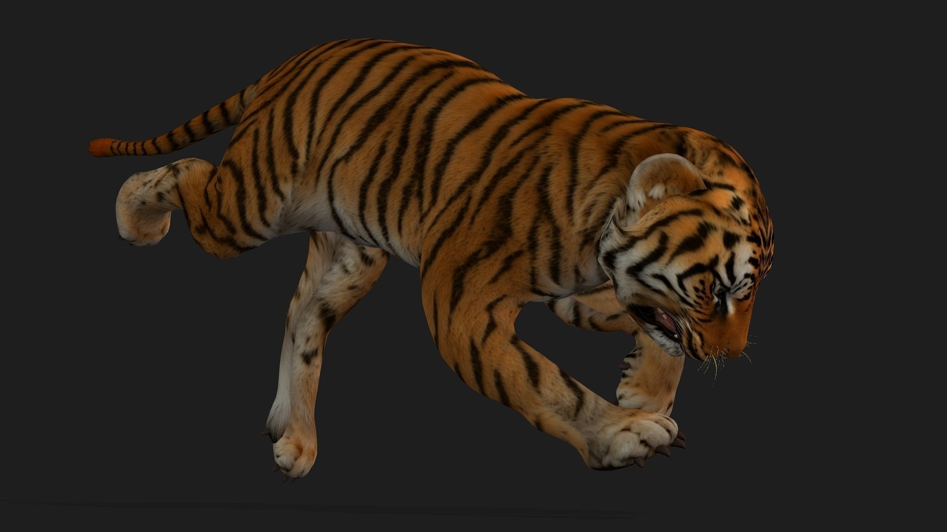 Tiger BaBy A1 3D model_6