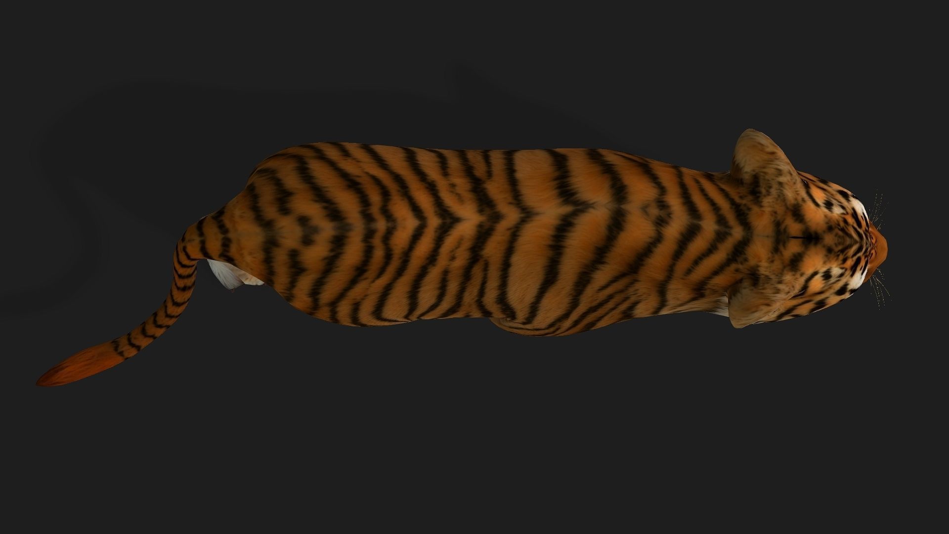 Tiger BaBy A1 3D model_10