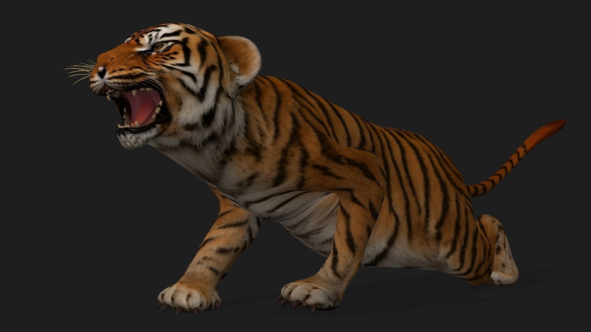 Tiger BaBy A1 3D model_3