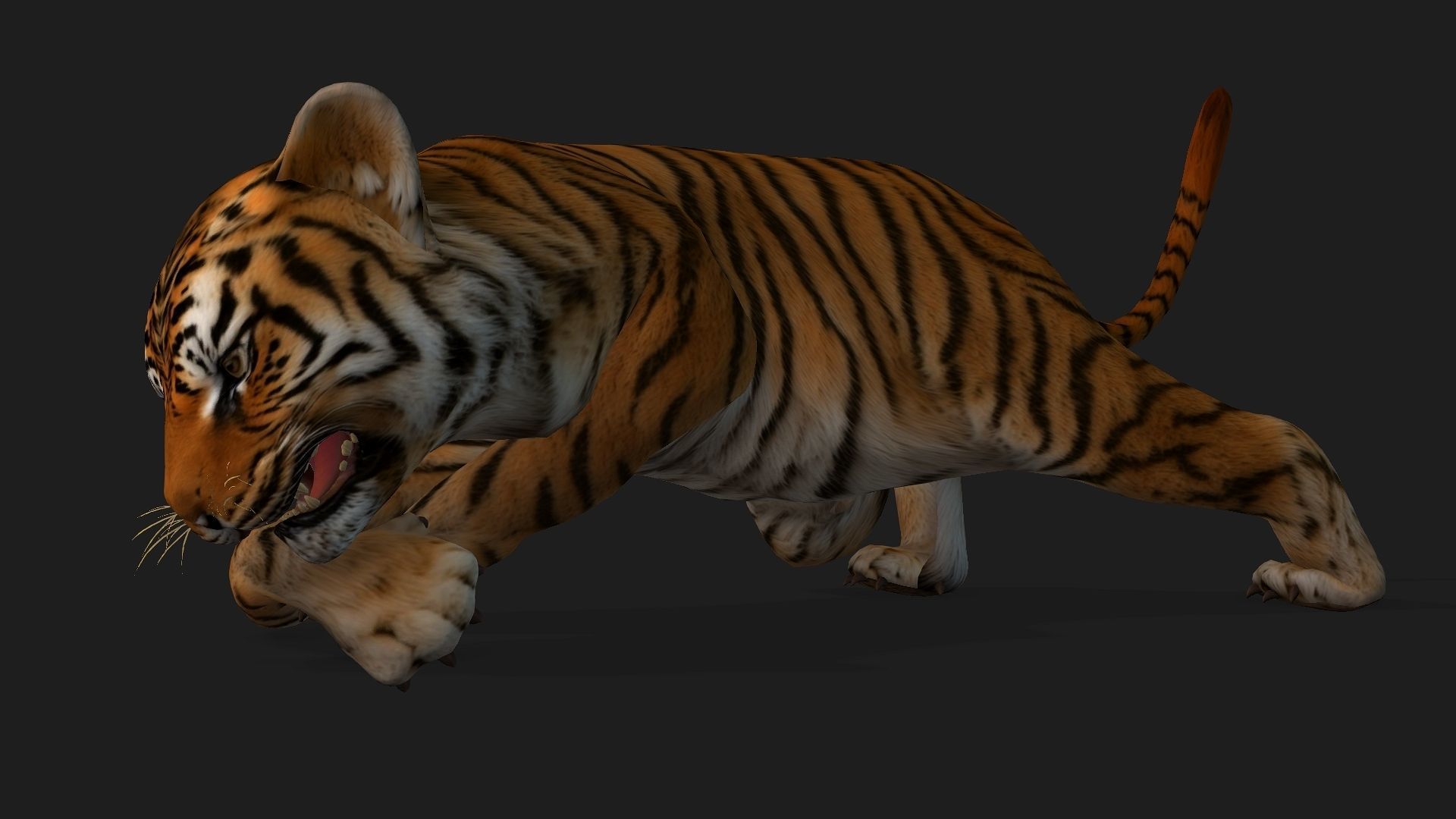 Tiger BaBy A1 3D model_13