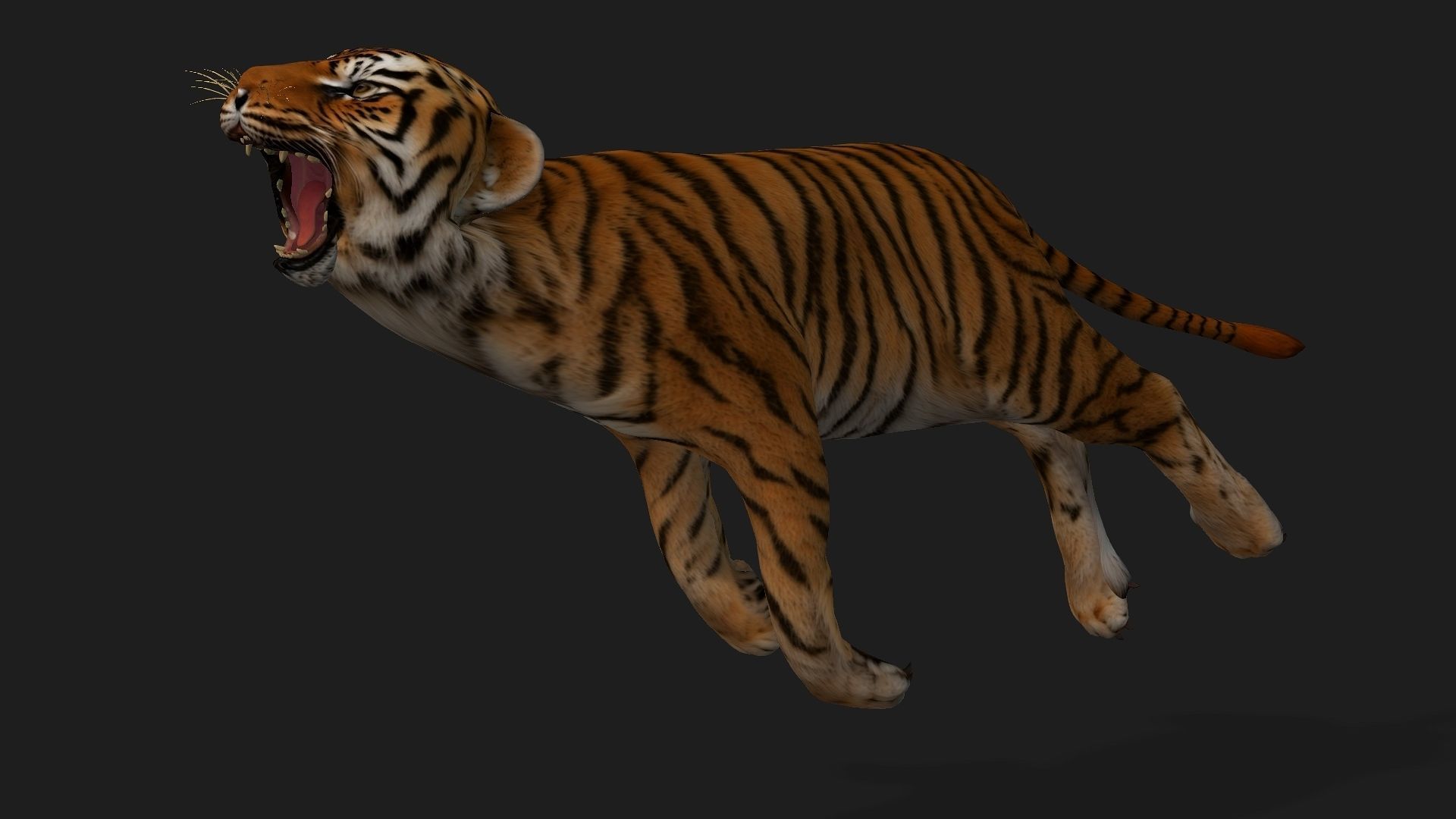 Tiger BaBy A1 3D model_5