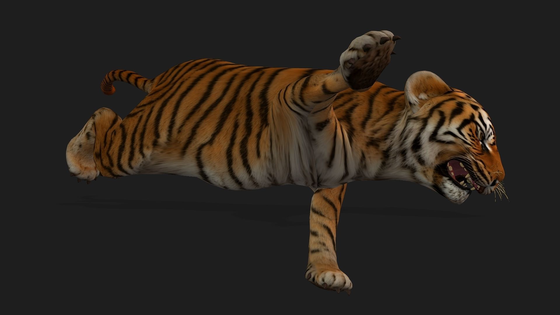 Tiger BaBy A1 3D model_12