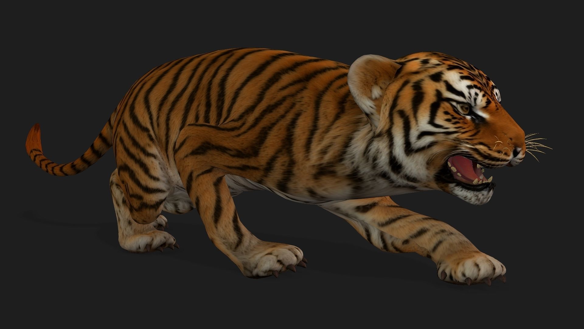 Tiger BaBy A1 3D model_16