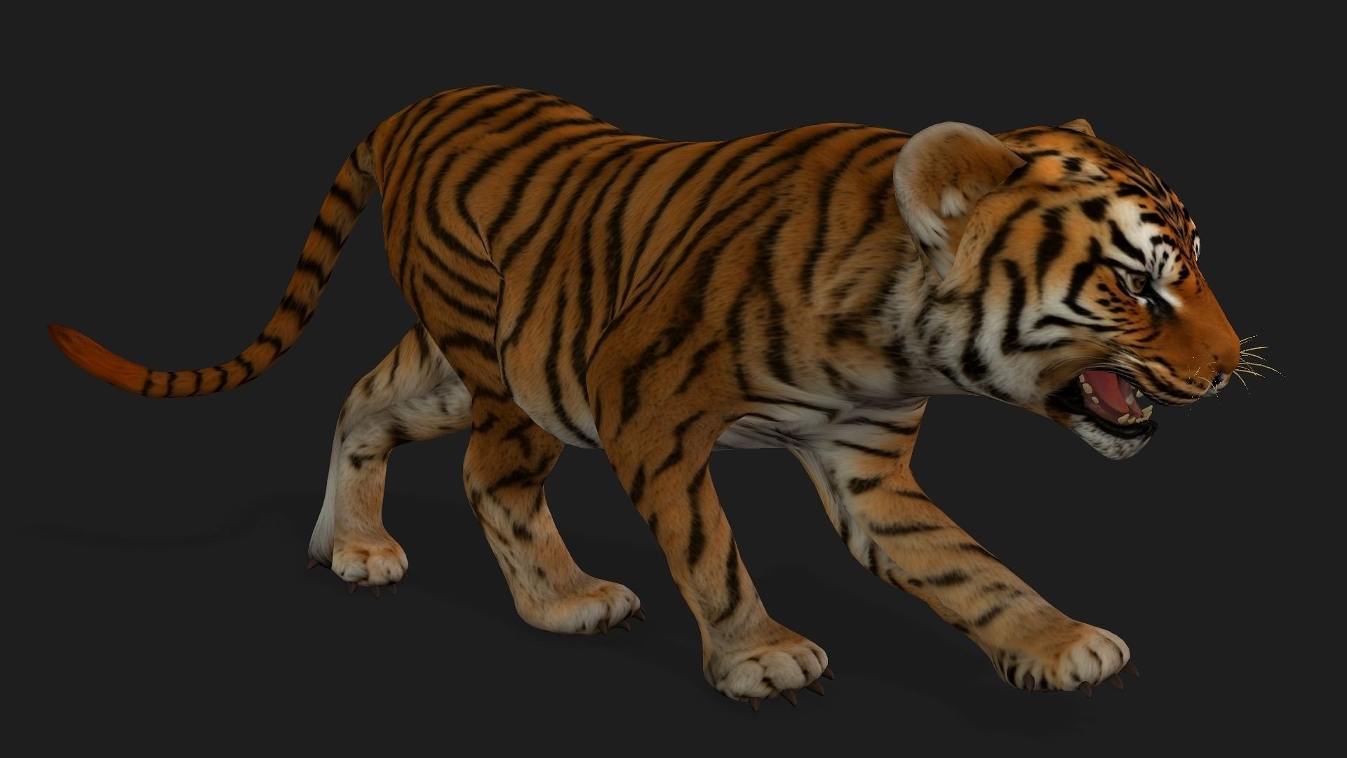 Tiger BaBy A1 3D model_9