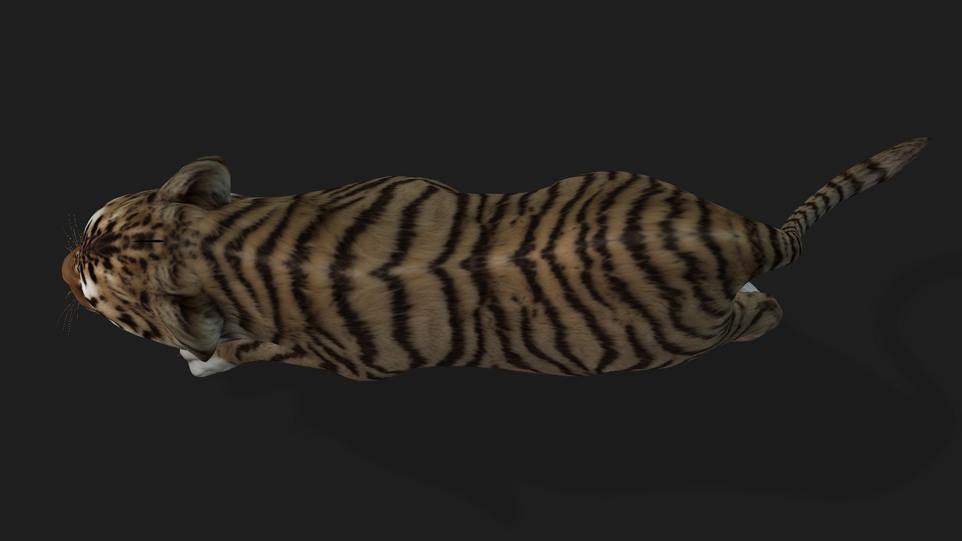 Tiger BaBy A2 3D model_10