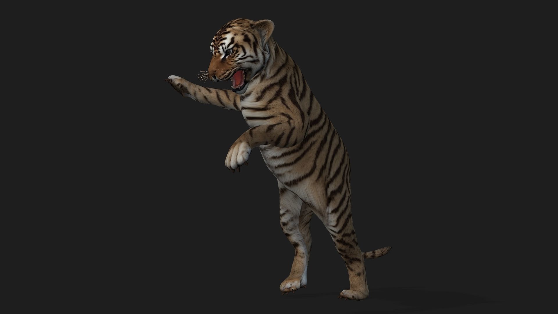 Tiger BaBy A2 3D model_13