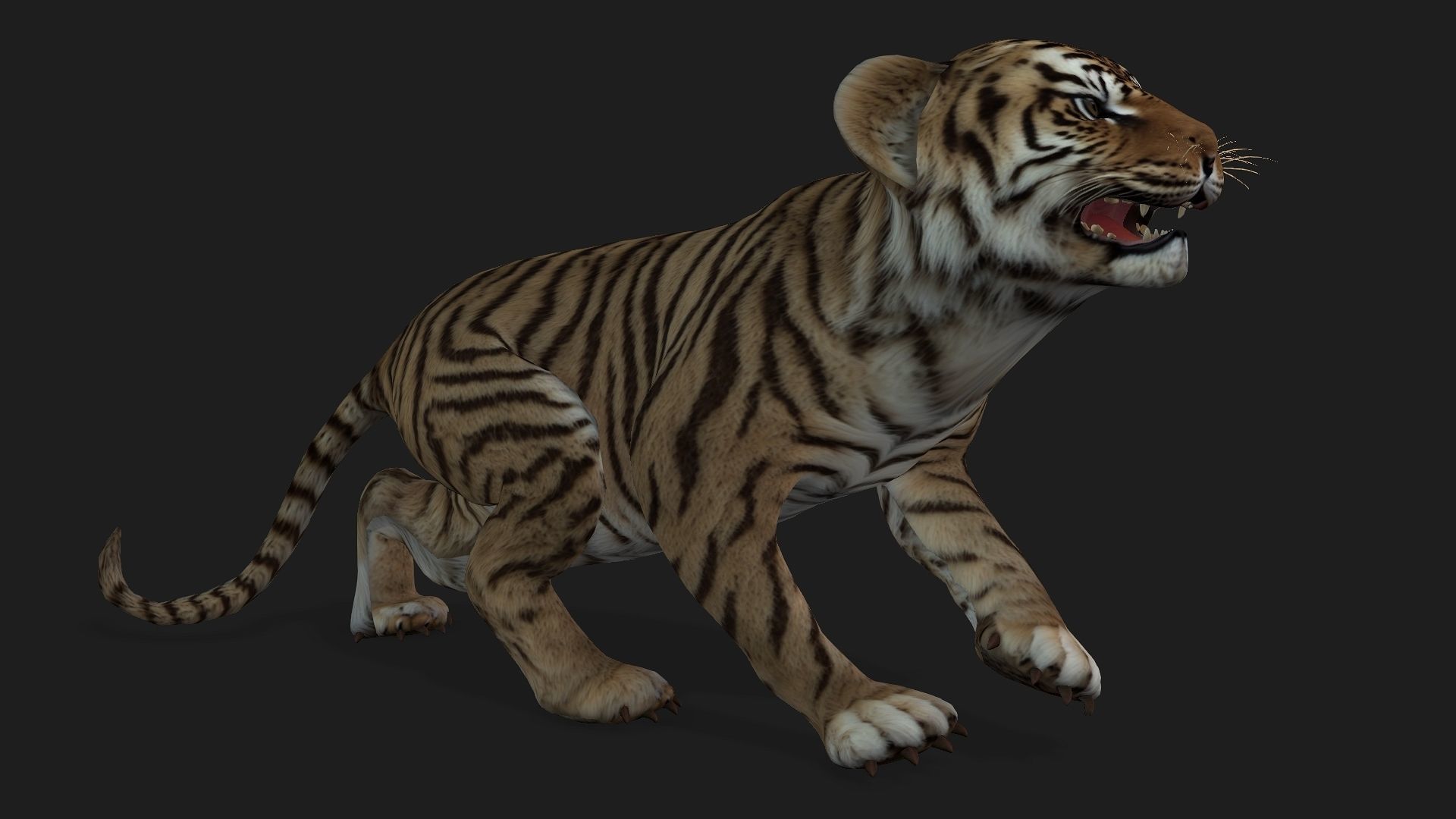 Tiger BaBy A2 3D model_15