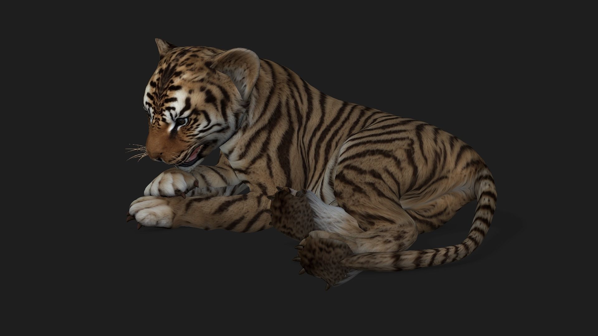 Tiger BaBy A2 3D model_6