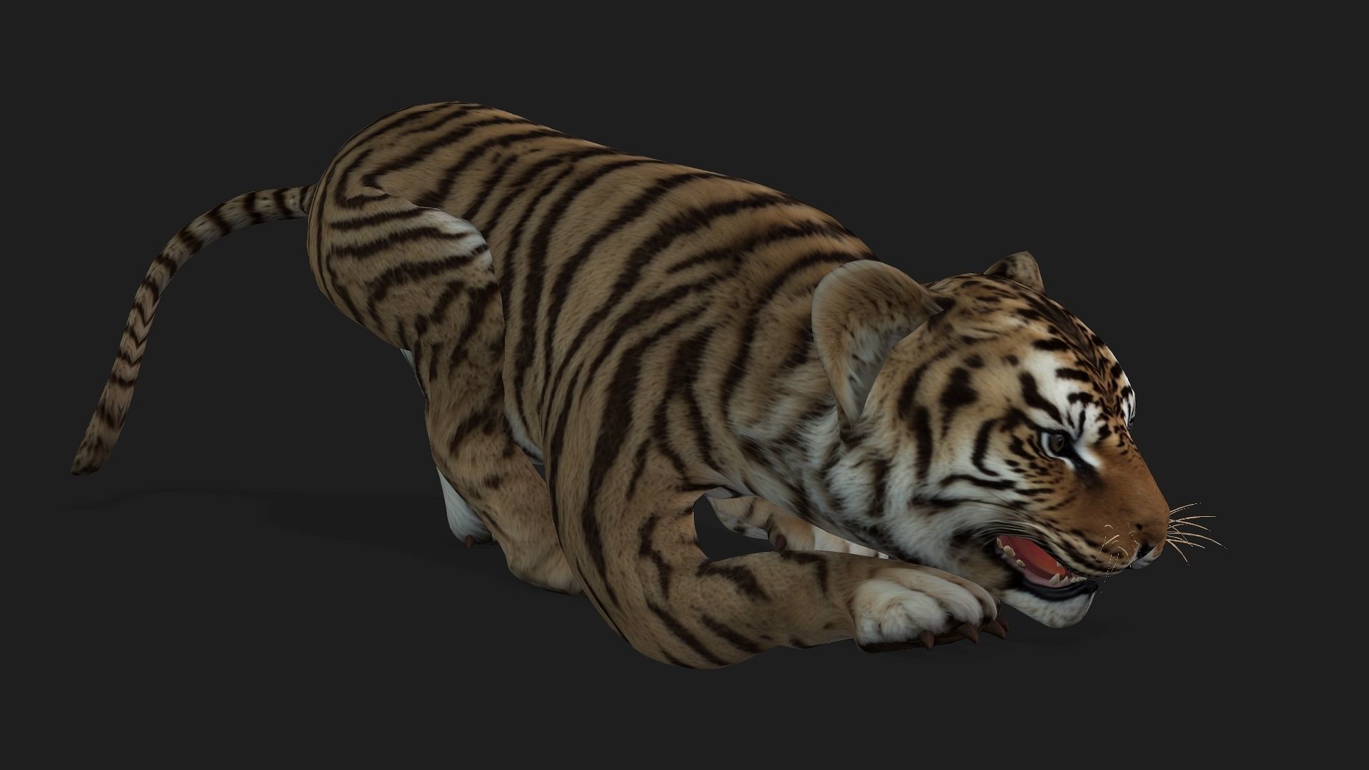 Tiger BaBy A2 3D model_16