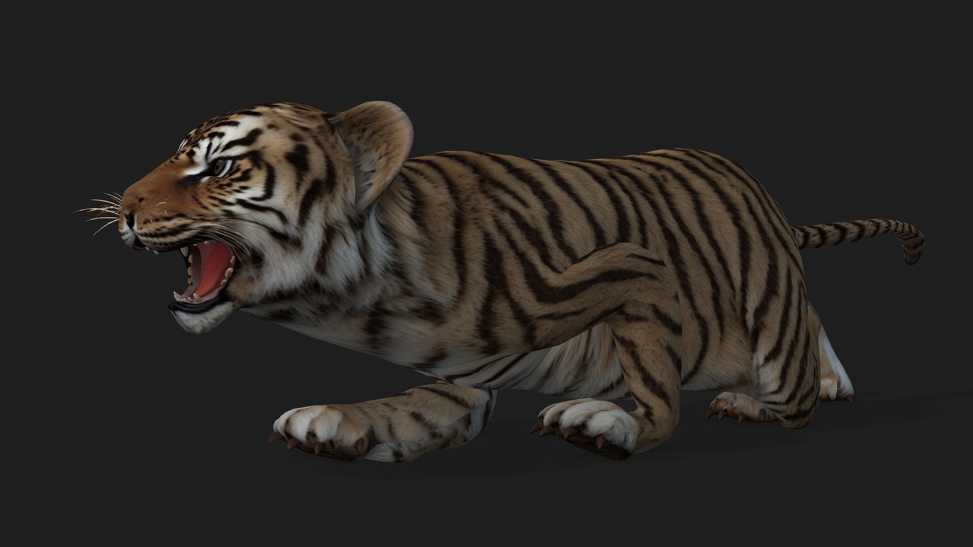 Tiger BaBy A2 3D model_3
