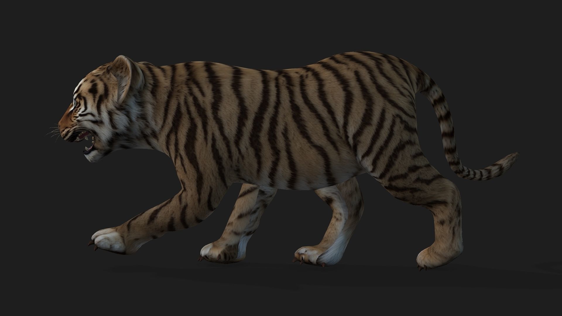 Tiger BaBy A2 3D model_9