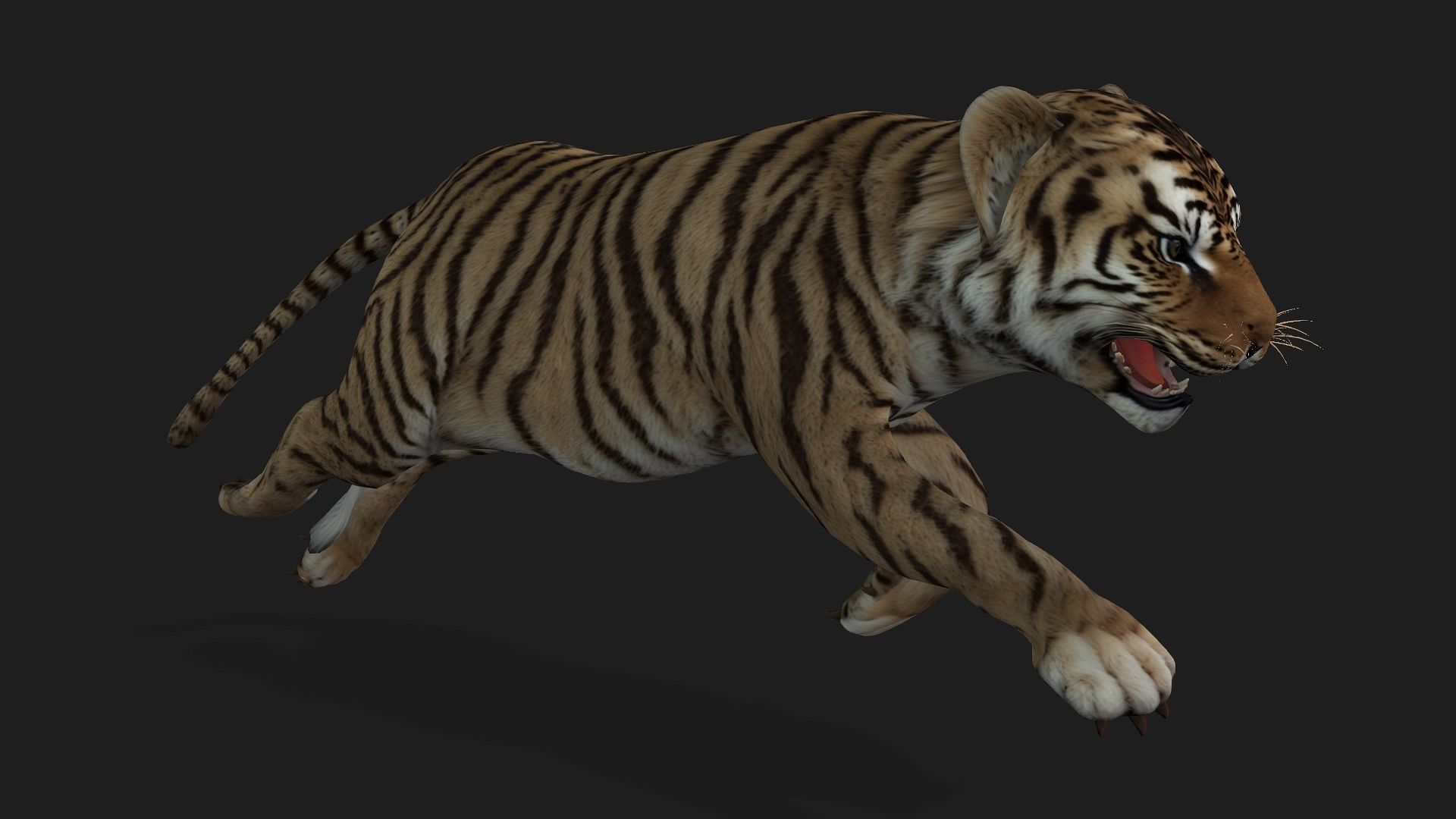 Tiger BaBy A2 3D model_7