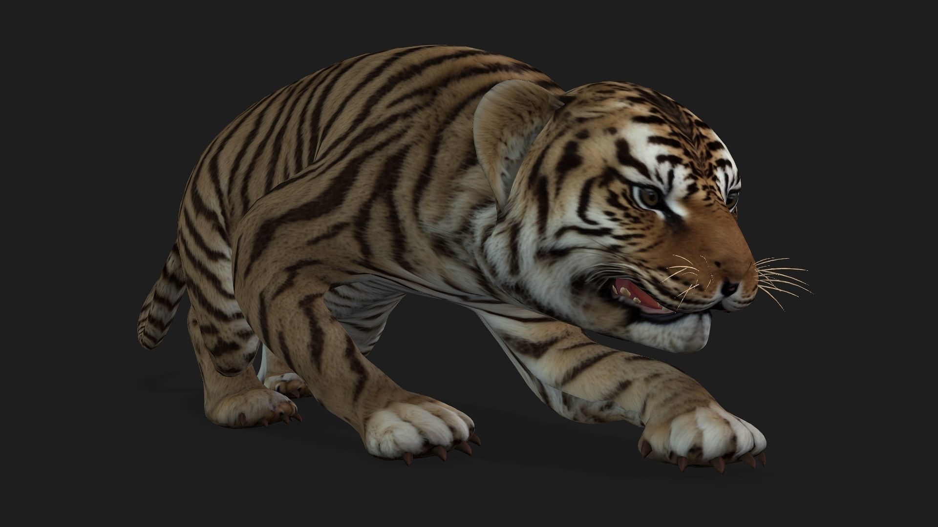 Tiger BaBy A2 3D model_11