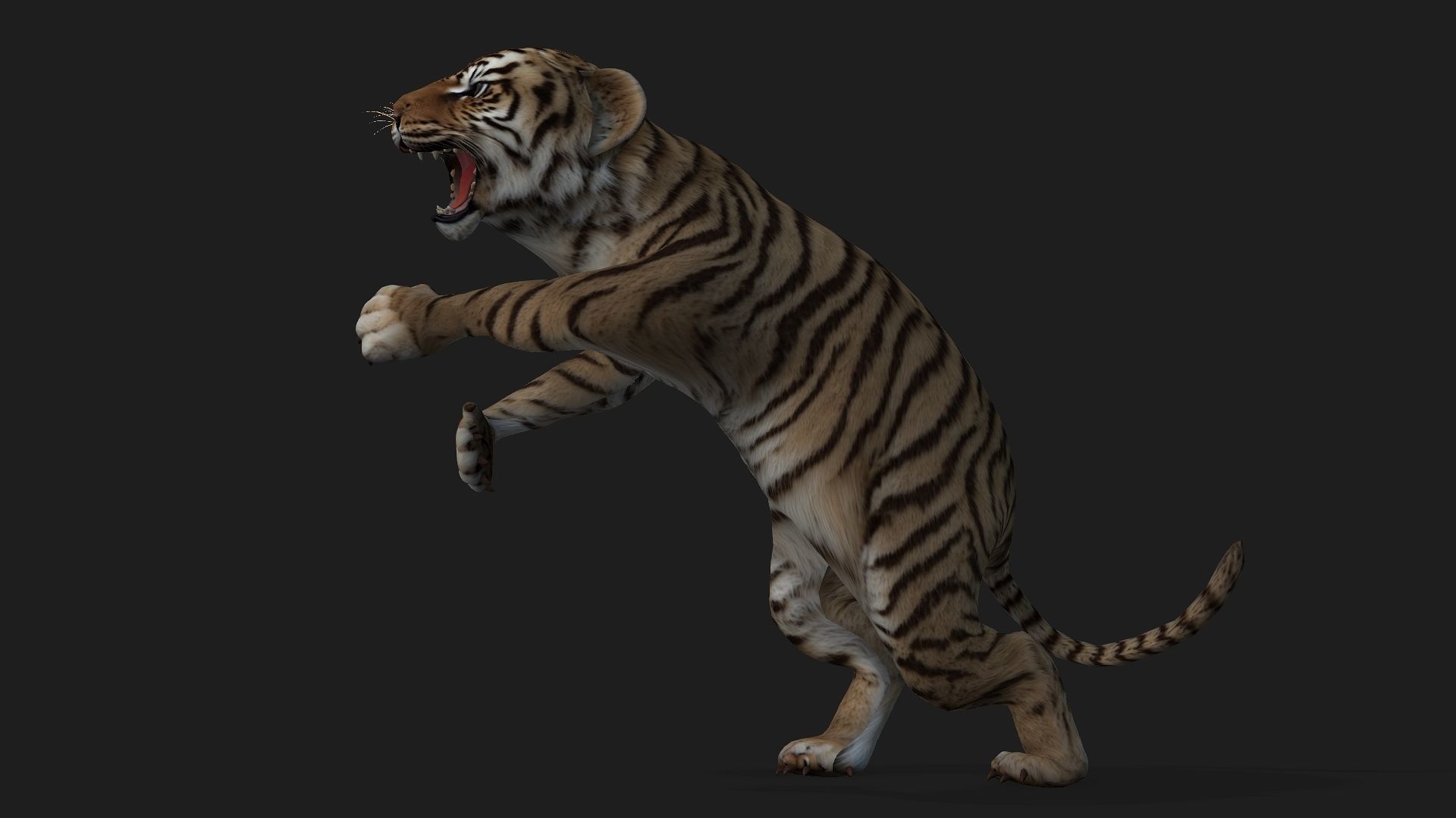 Tiger BaBy A2 3D model_14