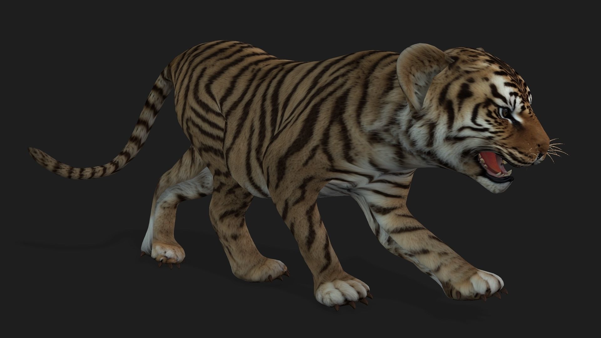 Tiger BaBy A2 3D model_2