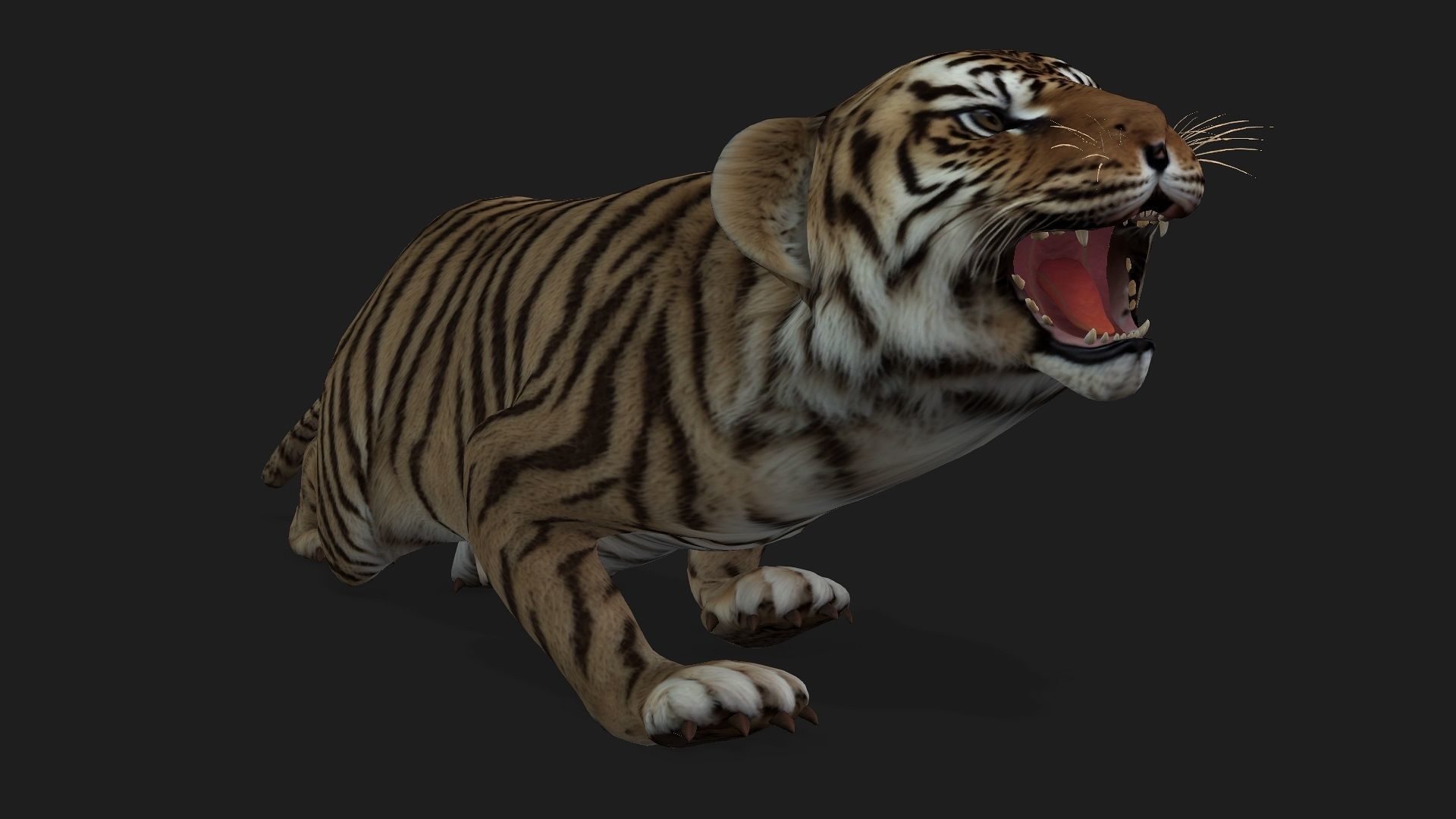 Tiger BaBy A2 3D model_4