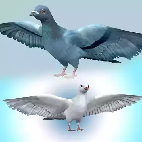 Pigeon and Dove Rigged 3D Model Collection