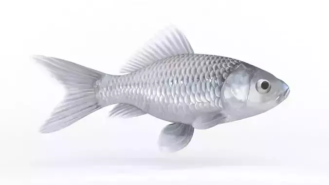 Fish Model 3D model