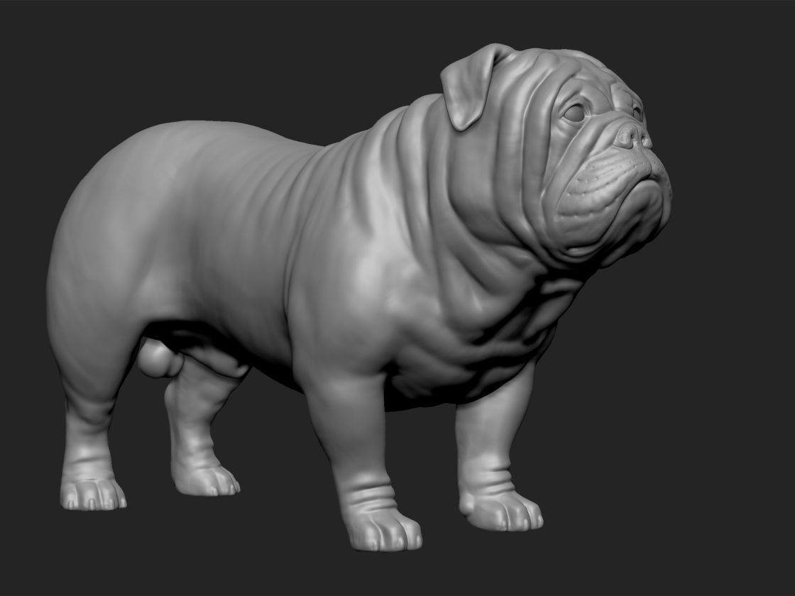 English bull dog 3D print model_2