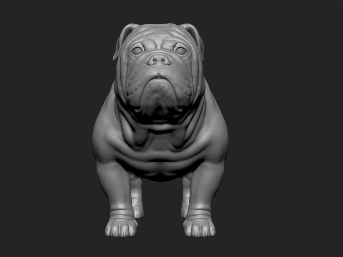 English bull dog 3D print model_3