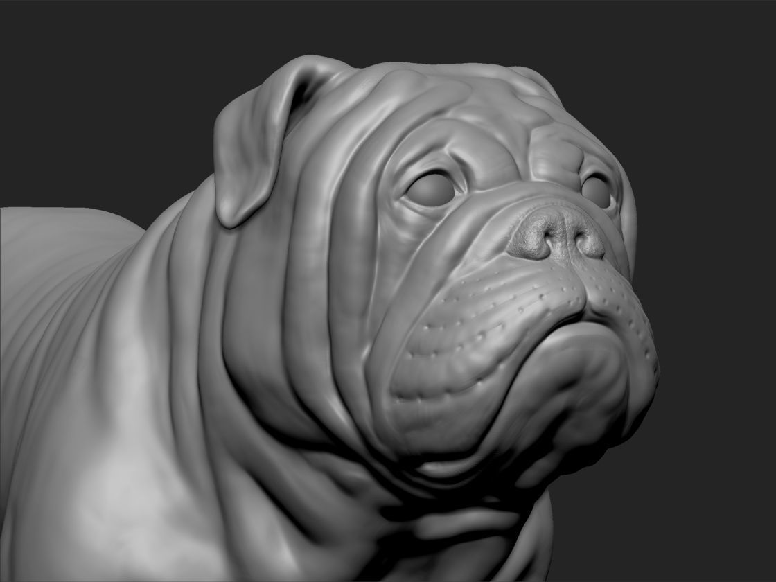 English bull dog 3D print model_4