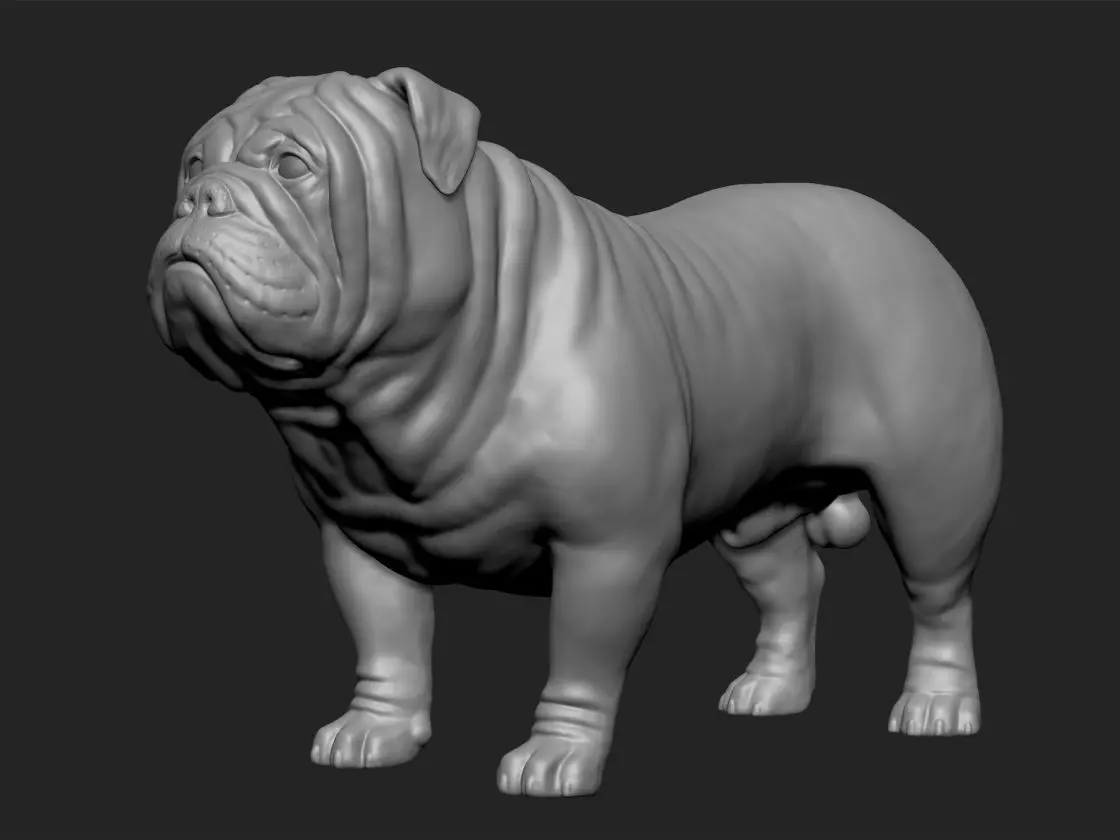 English bull dog 3D print model_0