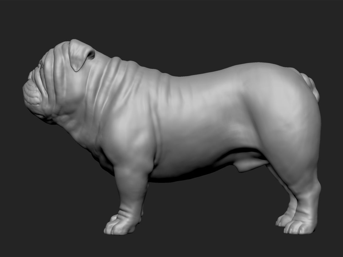 English bull dog 3D print model_1
