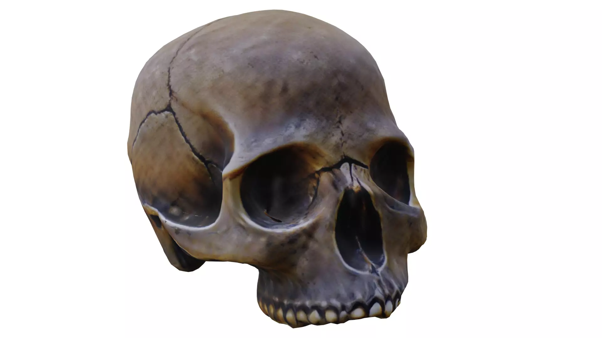 Skull low poly Low-poly 3D model