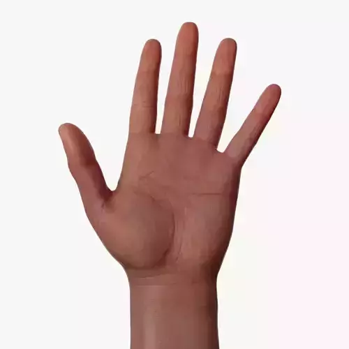 Realistic hand 3d model Low-poly 3D model